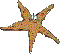 Starfish clipart